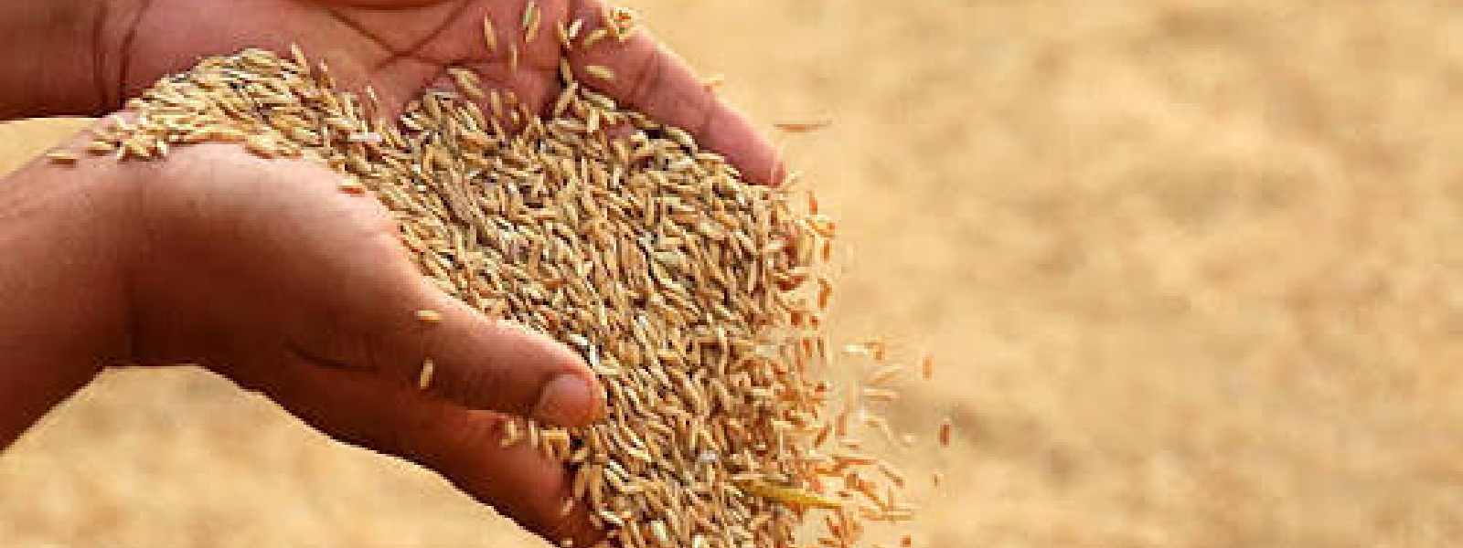 යල කන්නයේ වී මෙට්‍රික් ටොන් 9000ක් මිලදී ගනී
